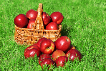 Ripe red apples in wicker basket on grass outdoors