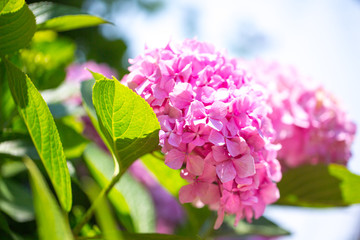 Floral postcard for your design