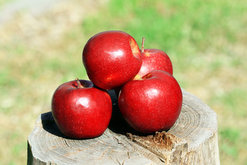 Ripe red apples on stump outdoors