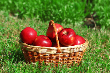 Ripe red apples in wicker basket on grass outdoors