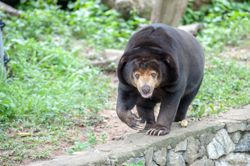 Sun Bear