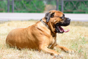 pet large red dog bullmastiff