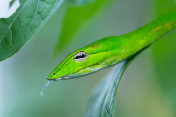 Oriental Whip Snake