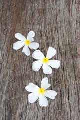 White frangipani (plumeria) on wood background, selective focus.