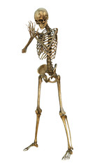 Human Skeleton