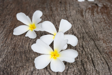 Fototapeta na wymiar White frangipani (plumeria) on wood background, selective focus.