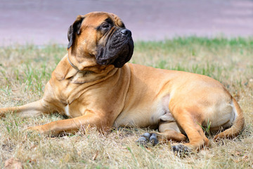 pet large red dog bullmastiff