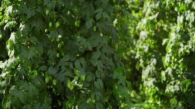 Rows of hops ready for harvest