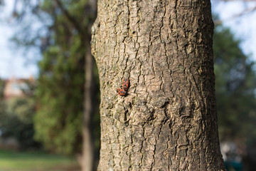 Red bugs on tree bark