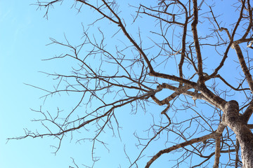 dead tree against blue sky