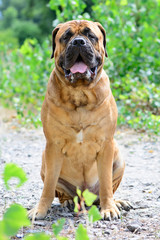 pet large red dog bullmastiff