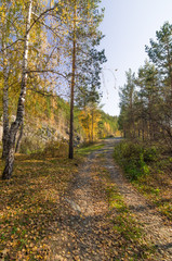 Fototapeta premium осенний пейзаж в лесу