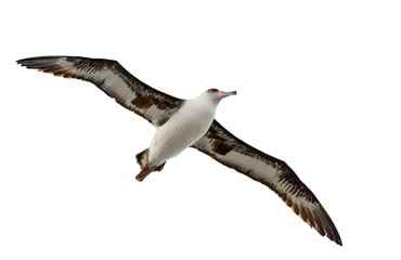 flying albatross isolated on white background