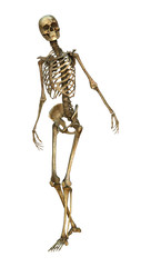 Human Skeleton
