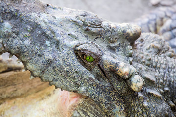 Krokodilauge...