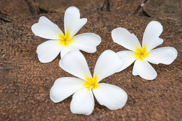 Fototapeta na wymiar White frangipani (plumeria) on laterite background, selectived f