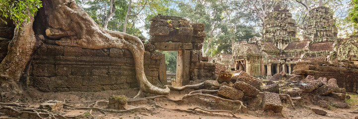 Ta Prohm Temple ancient tree roots, Angkor 