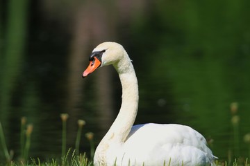 Obraz premium Schwan,Porträts!