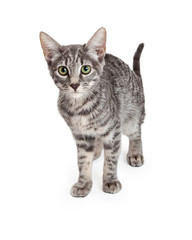 Adorable Domestic Shorthair Four Month Old Kitten Standing