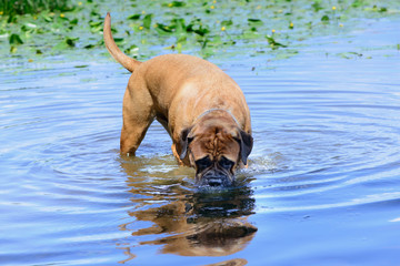 bullmastiff dog swim