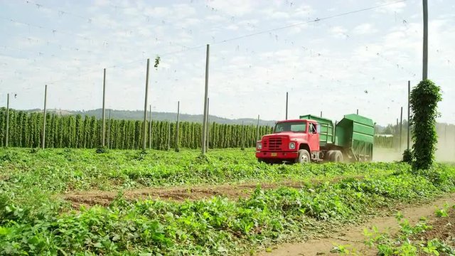 Red truck driving through a hop farm