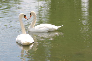 Fototapeta premium Mute Swans (Cygnus olor) slowly swimming in a man-made fountain pond.