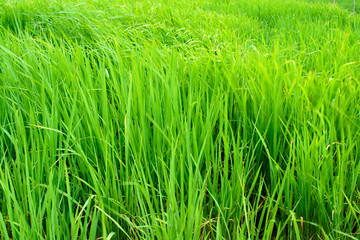 Obraz premium rice field close up