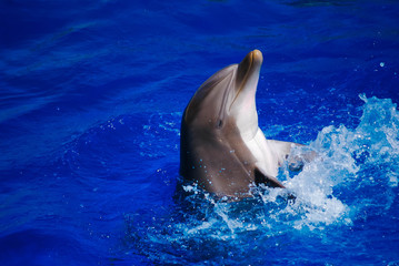 Naklejka premium Dauphin.