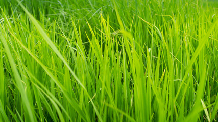 rice field close up