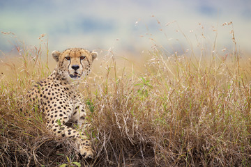 A Cheetah sitting in the long grass