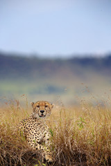 A Cheetah looking at the camera