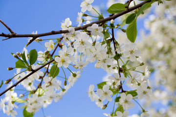 Cherry blossoms against the sky