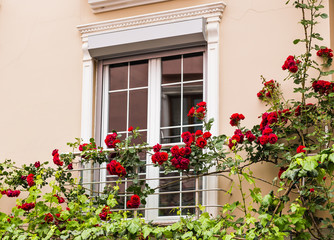 Fototapeta na wymiar window with roses