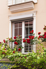 window with roses