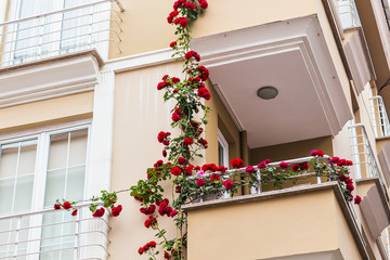 Fototapeta na wymiar balcony with roses