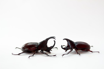 stag beetle fight