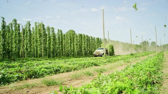 Truck hauling harvested hops