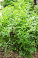 Close-up of young carrots in kitchen garden