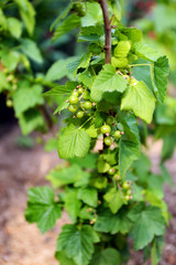 Unripe gooseberries on branch