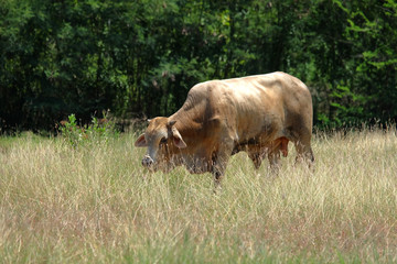 Obraz premium Ox in the grassland