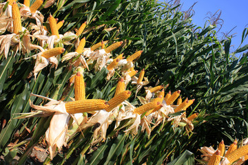 Cornfield. A corn field during summer afternoon in rural