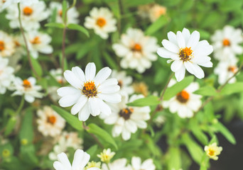Fototapeta premium white flower