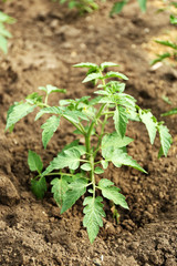 Growing tomatoes on bed