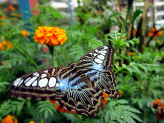 Fototapeta na wymiar Papillon des Cameron