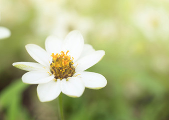 white flower