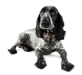 Russian spaniel isolated on white