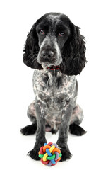 Russian spaniel with ball isolated on white