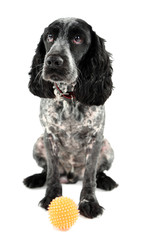 Russian spaniel with ball isolated on white