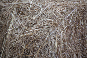 Hay