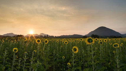 Poster de jardin Nature Sunflower field at sunrise